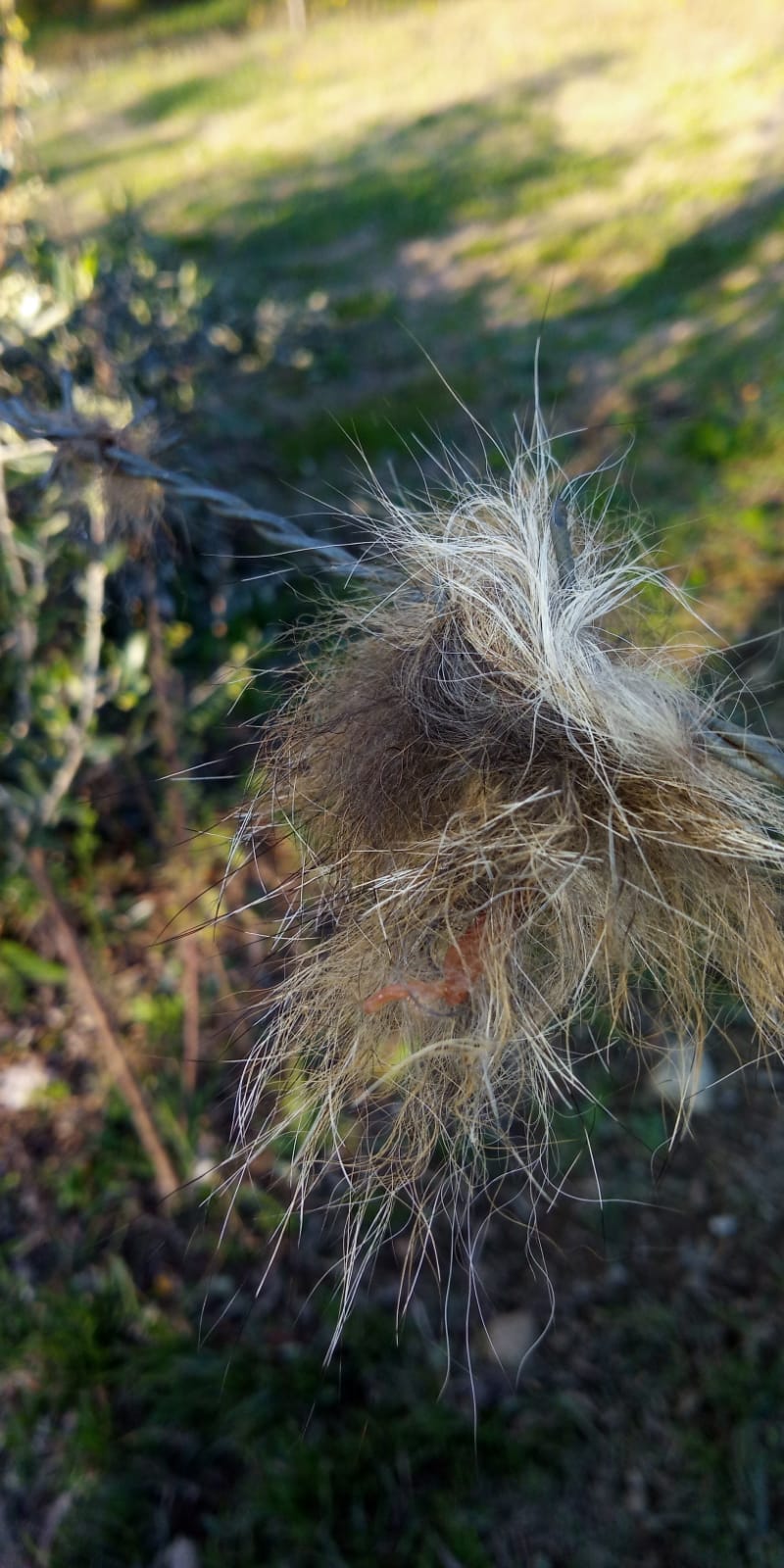 Questo pelo  di lupo? Trovato vicino la mia casa!